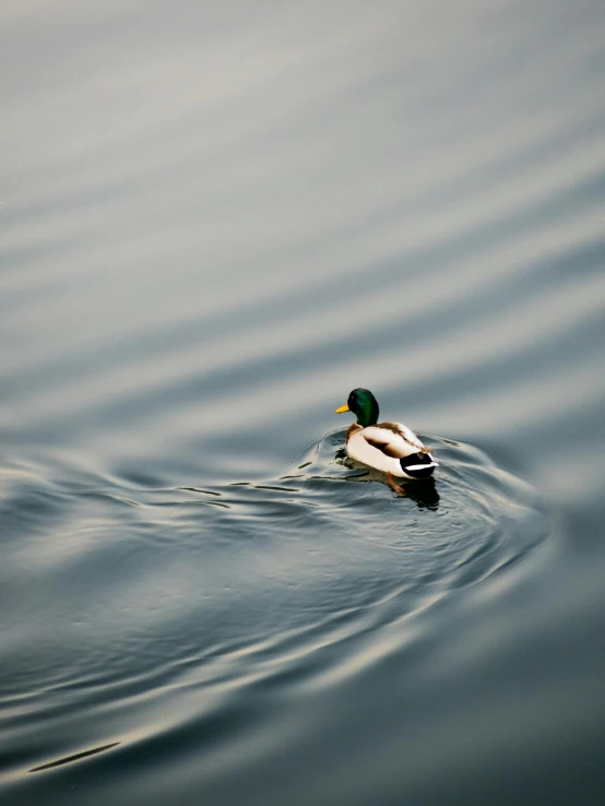 the duck is swimming in the dark blue water