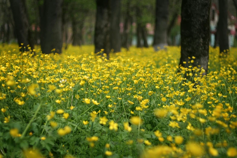 a field full of yellow flowers next to trees