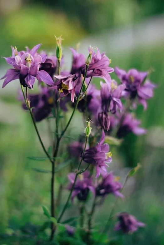 small purple flowers sitting on top of green grass