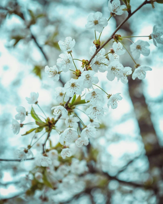 the nches of a flowering tree in blossom