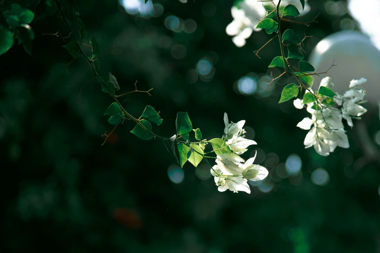 white flowers hang from a nch near the green leaves