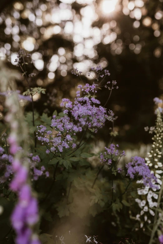 some lavenders and wildflowers with the sun shining through