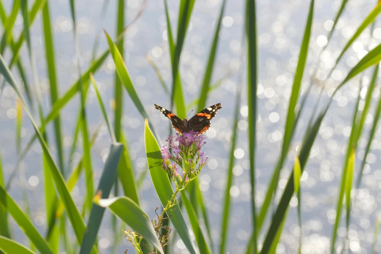 a very pretty small brown and black erfly on a flower