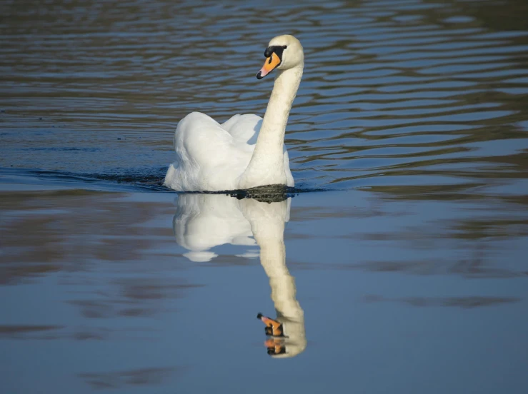 a white swan with its mouth open in the water