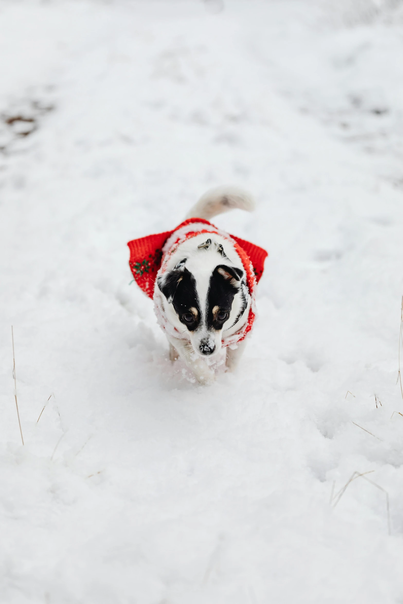 a small dog wearing a red hat in the snow