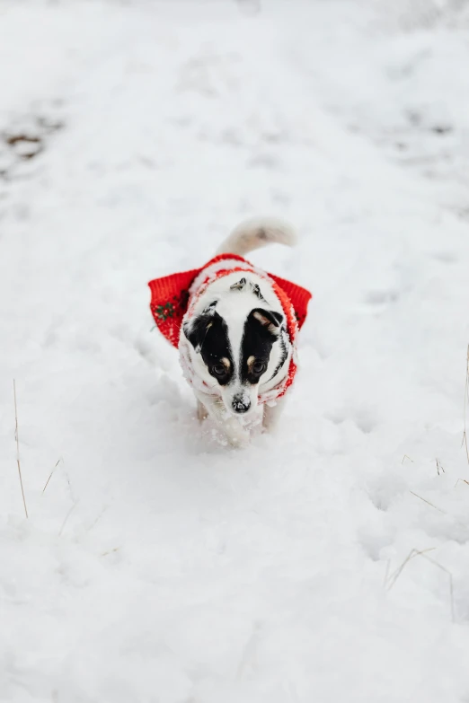 a small dog wearing a red hat in the snow