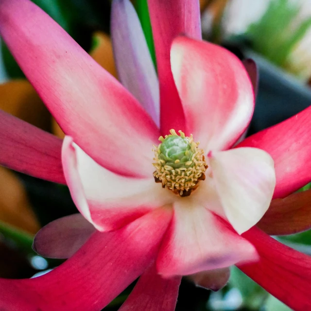 a closeup of the center of a pink and yellow flower