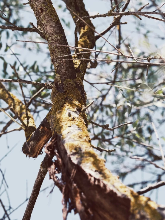 a close up of the bark and nches of a tree