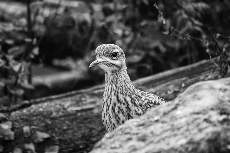 a black and white po of an emu chick