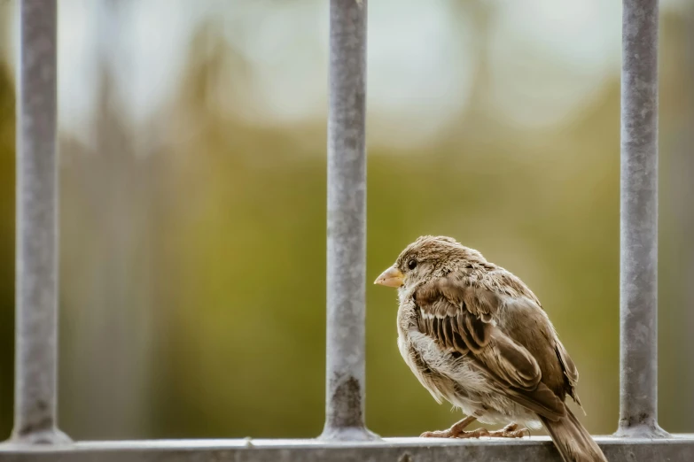 a small bird is standing on a gate