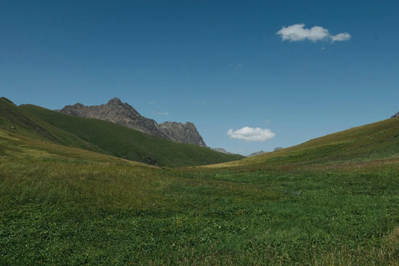 sheep grazing in an open grassy area in the mountains