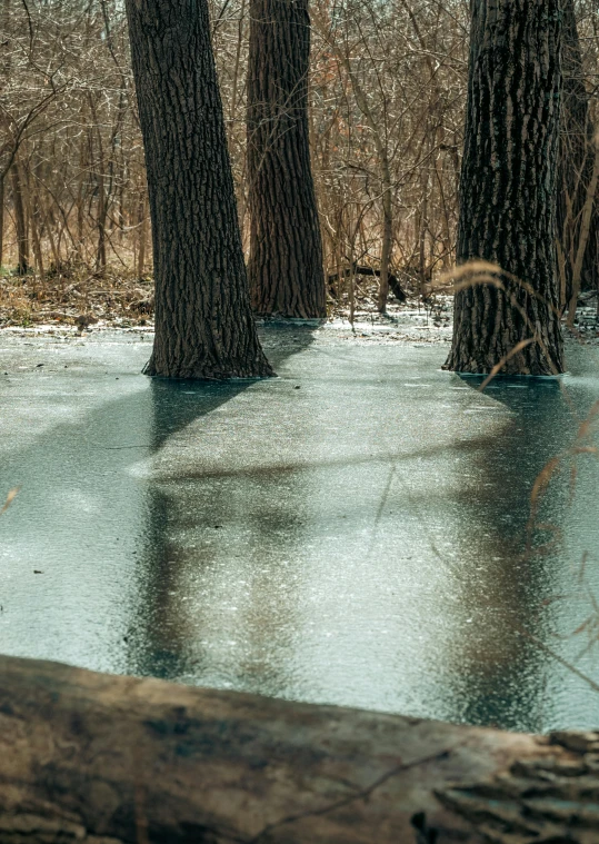 a water way is reflecting trees and the ground