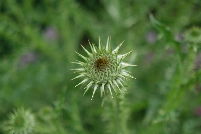 a flower with a brown center in the middle of green