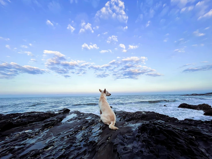 a dog standing on rocks overlooking the ocean