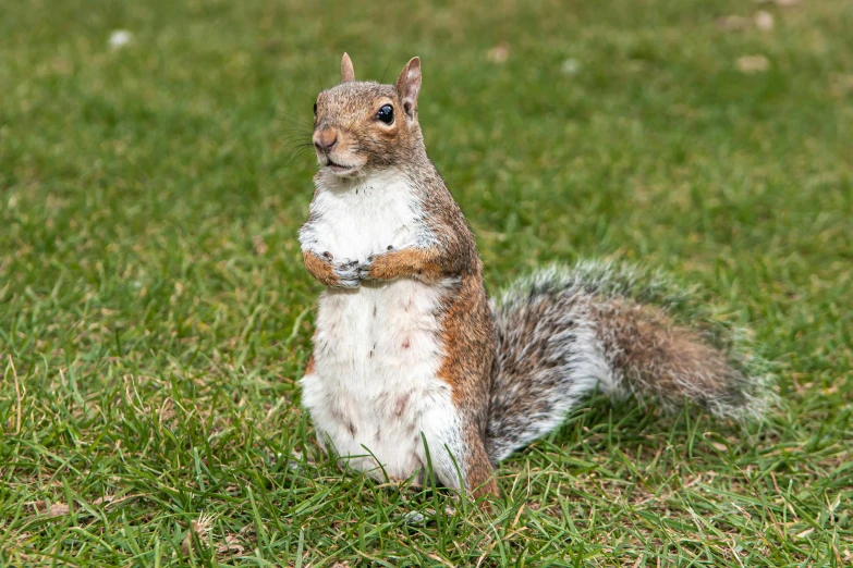 a small, chipped - chipped squirrel sits in the grass