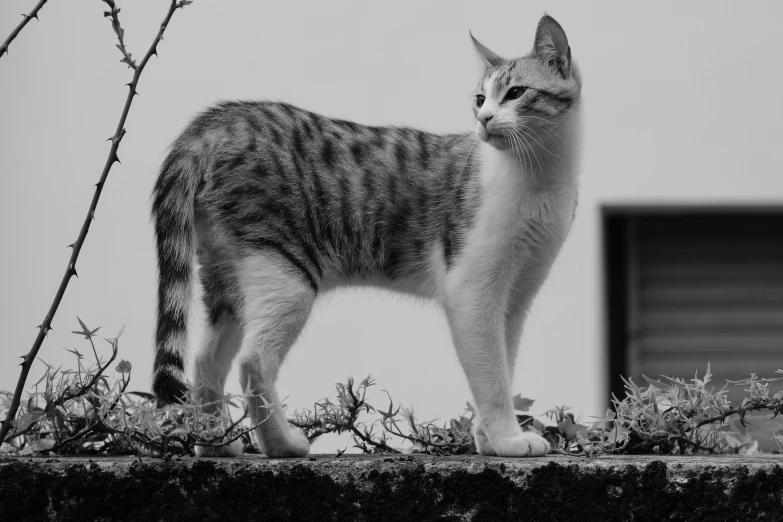 a small gray and white cat standing on top of plants