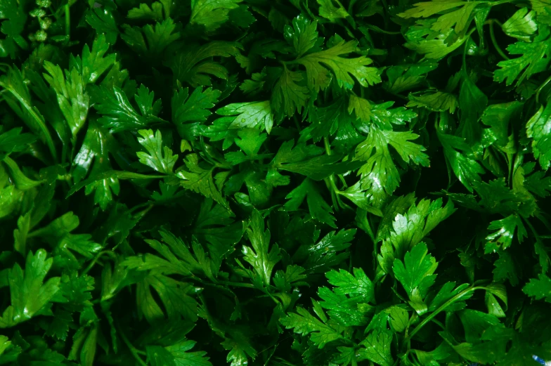 a very close up picture of a leafy green plant