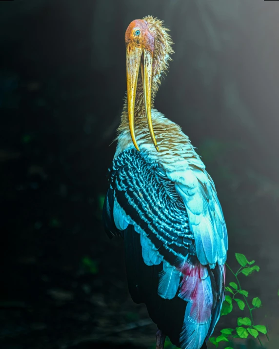 a colorful bird sitting on top of a tree nch