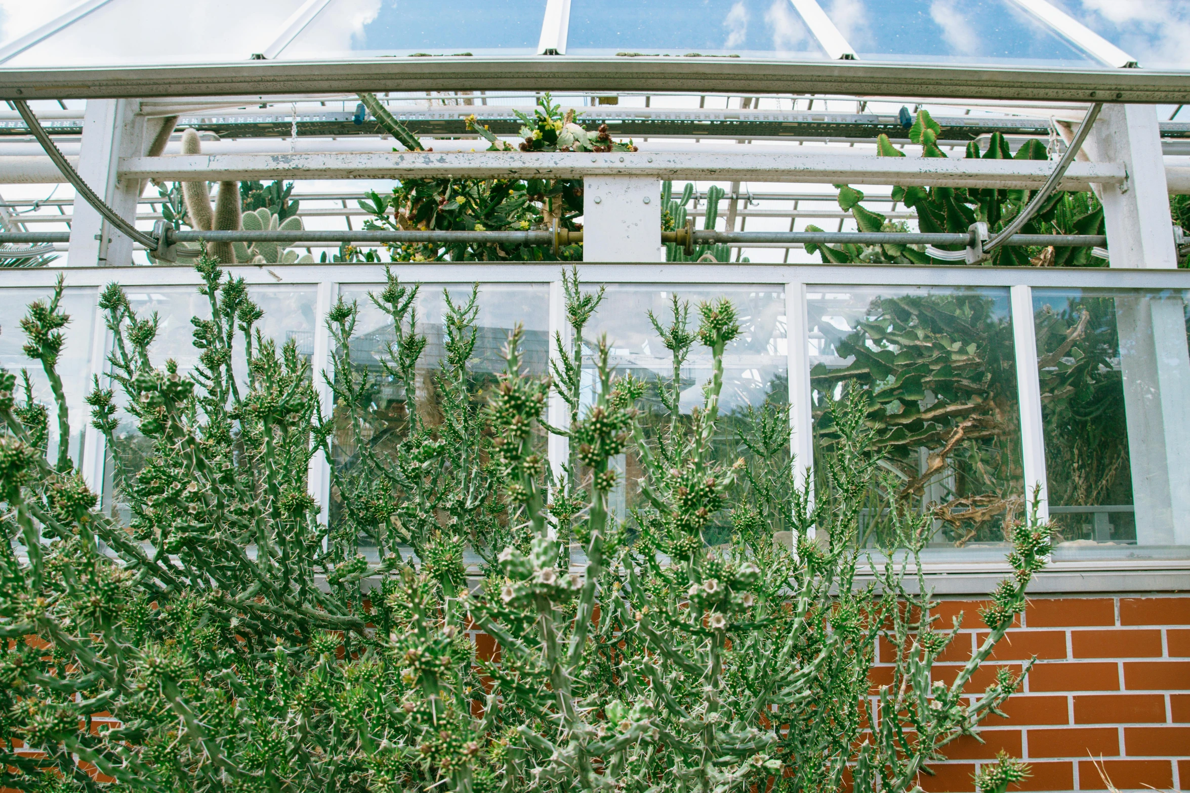 a bunch of plant life growing inside of a greenhouse