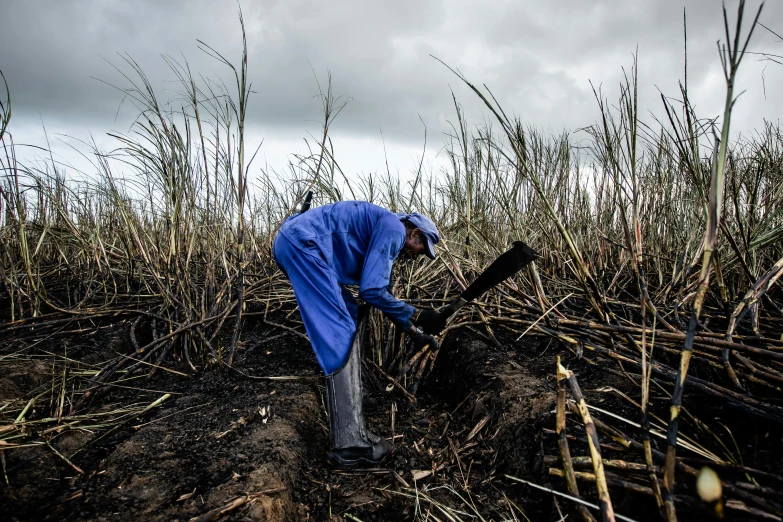 an old woman  sugarcane plants in her field