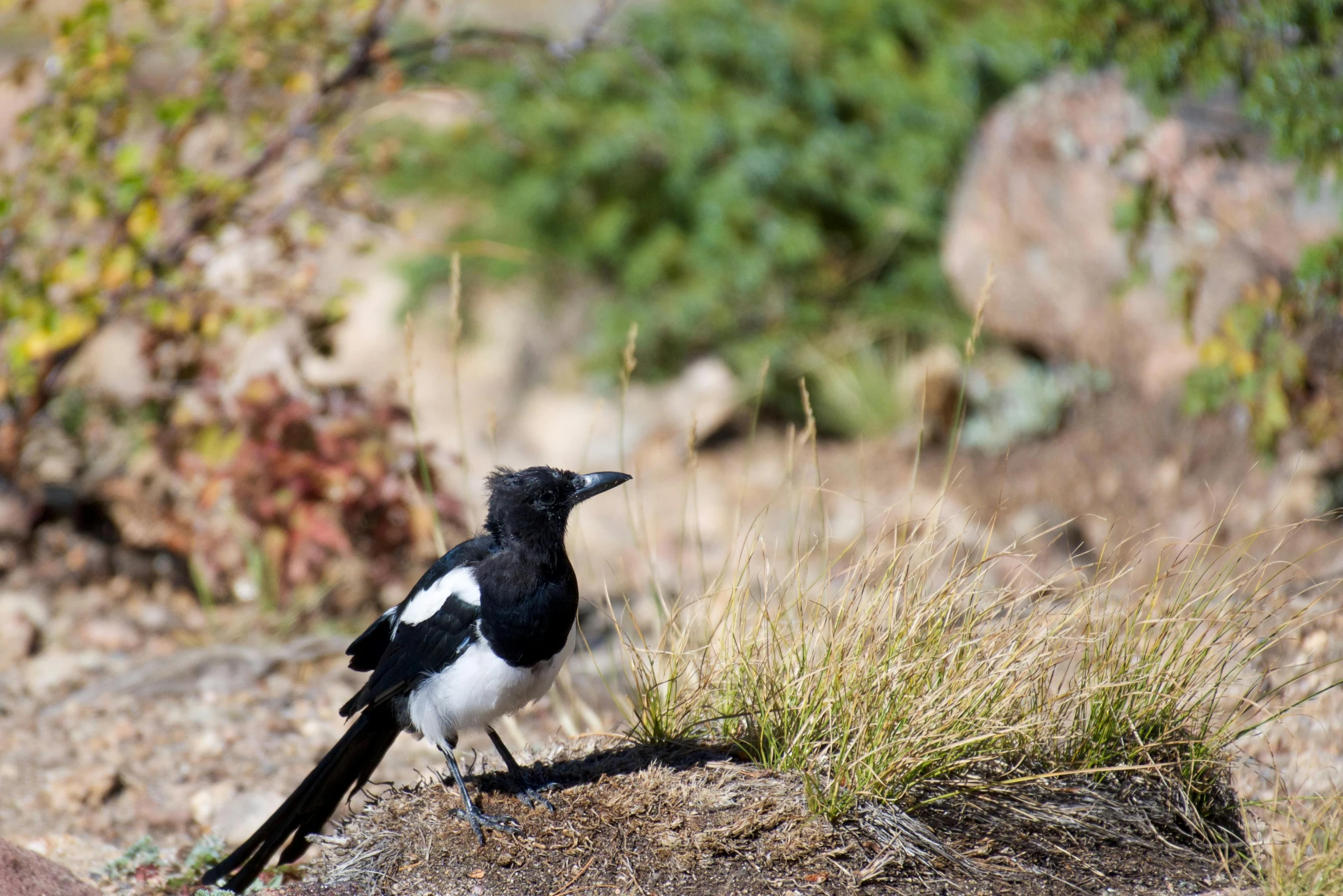 a small bird standing on top of a stone mound