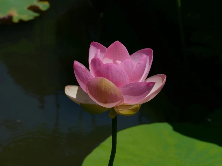 pink flower with yellow center blooming near green water