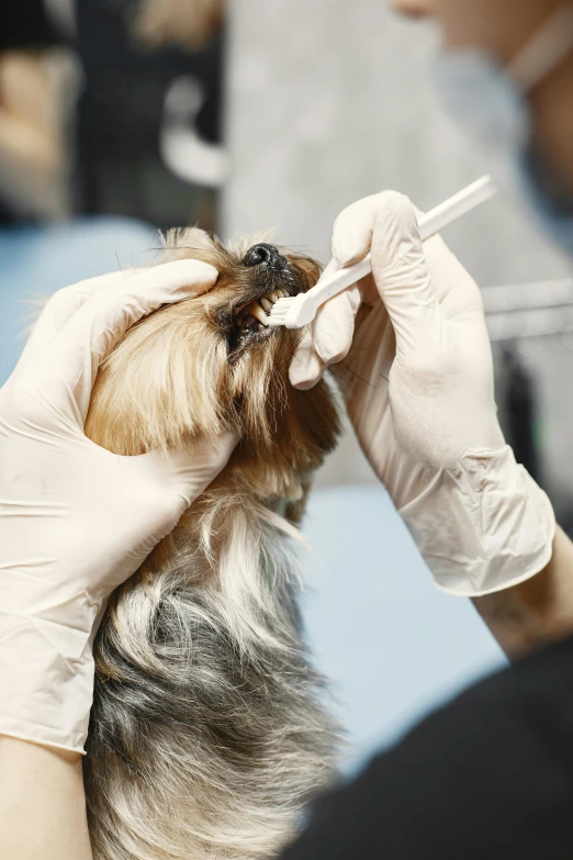 someone getting the trim of their dog's hair