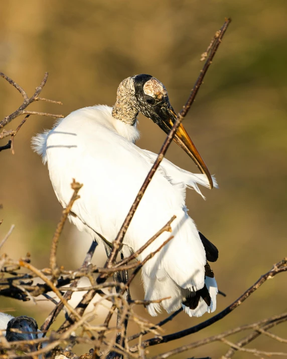 a large white bird with a very long beak sitting next to trees