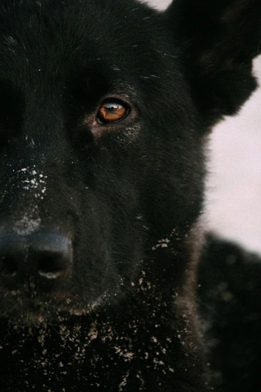 a close - up po of the upper part of a dog's face