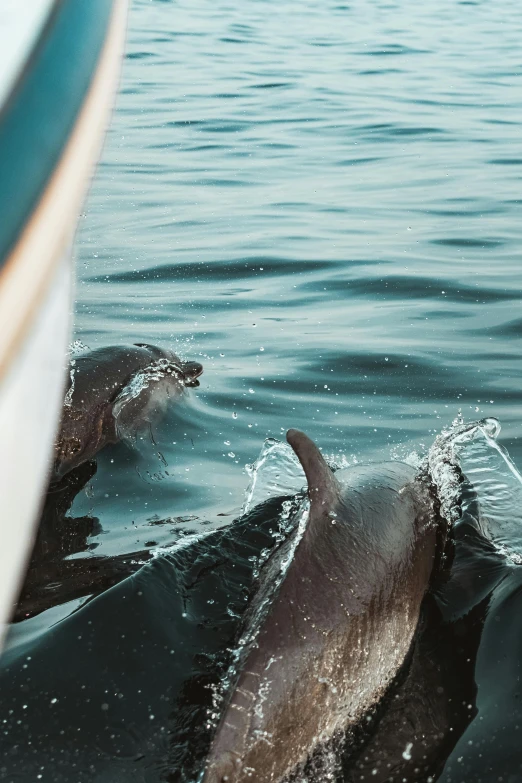 dolphins swimming together in the water in an ocean