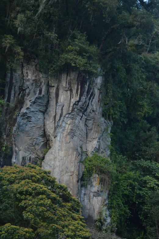 a tall cliff covered in a lush green forest