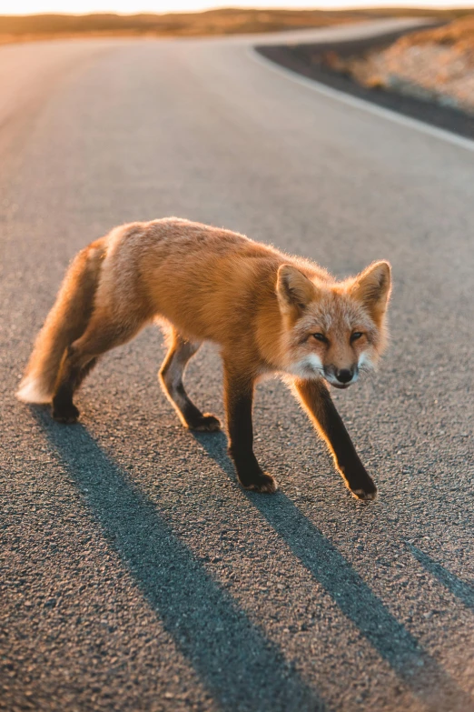 a small red fox is sniffing the road