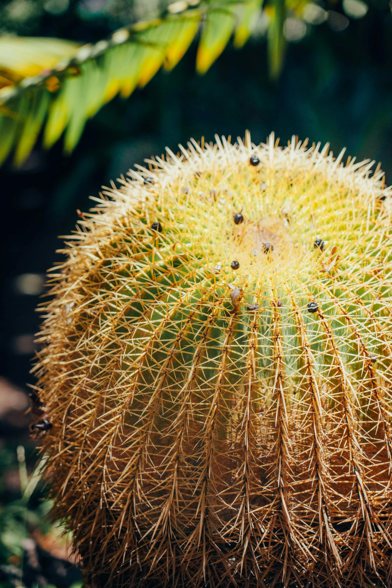 there is a large cactus plant with long thin needles