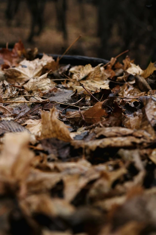 leaves on the ground, all with a squirrel peeking out
