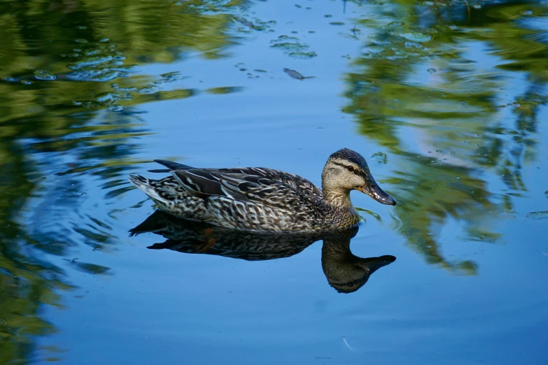 duck swimming on the water with a blue sky background