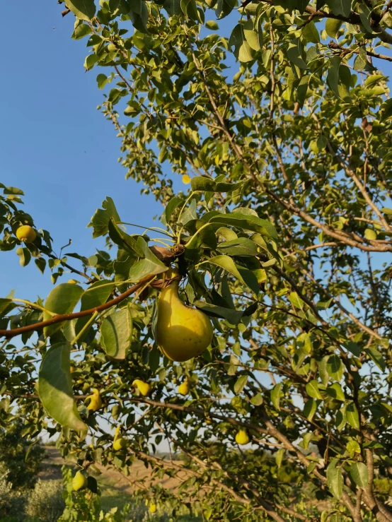 a pear tree with apples and blue sky background