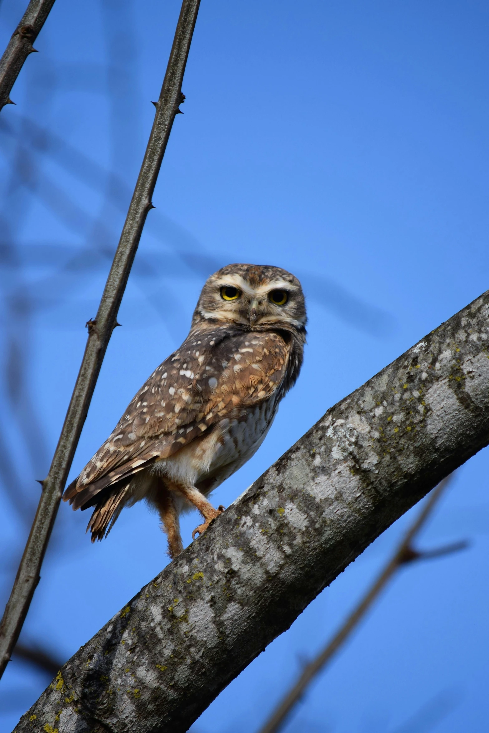 the owl sits on top of a tree nch