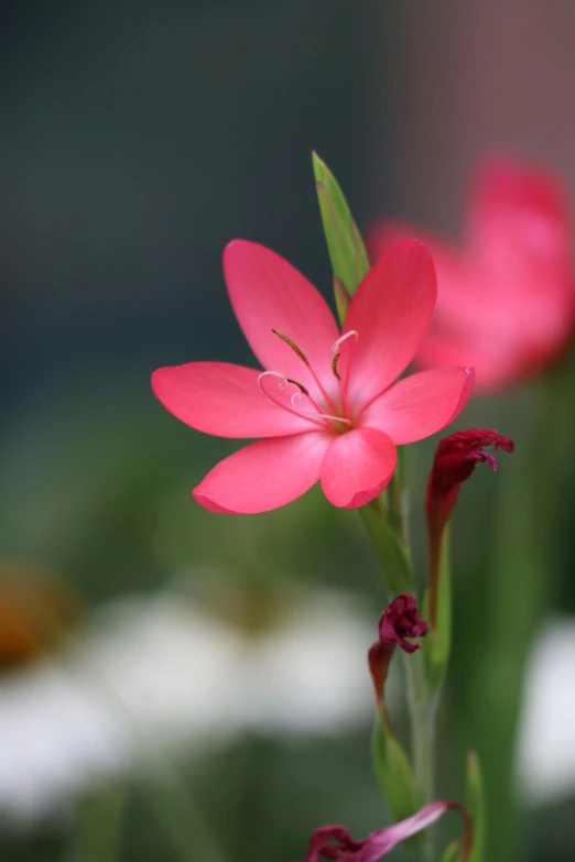 some pretty pink flowers that are in a vase