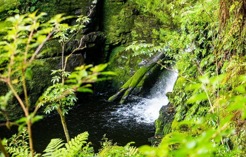 small waterfall is surrounded by thick greenery