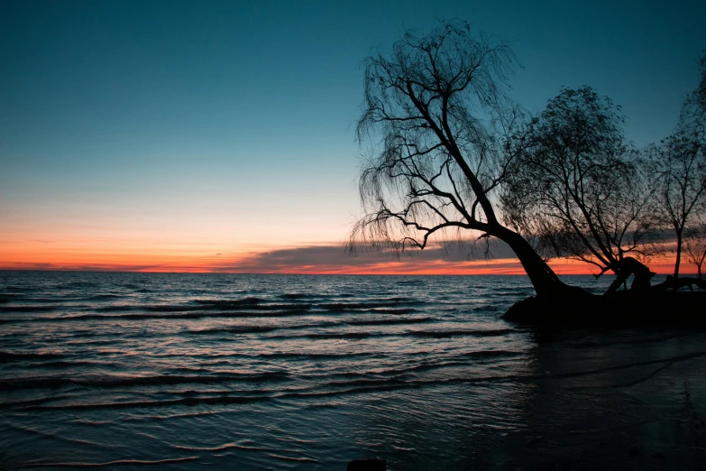 silhouette of the tree on a beach at sunset