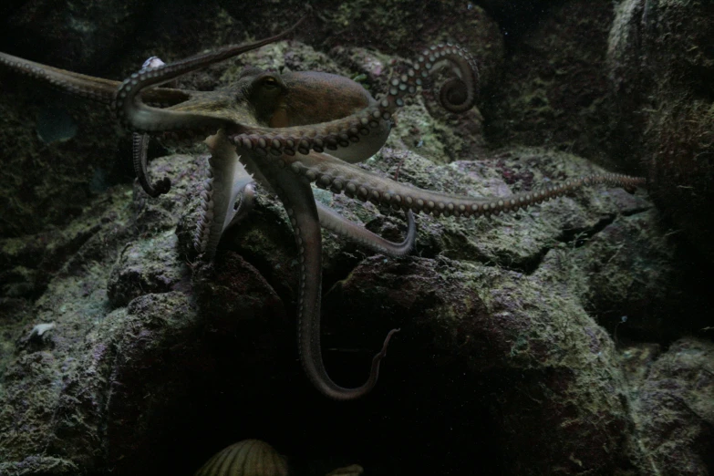 an octo in its cage looking at soing