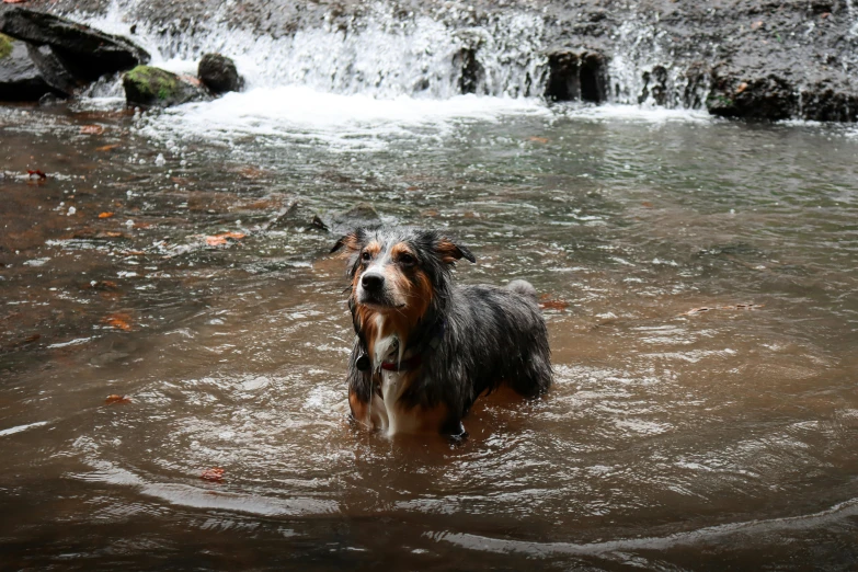 a wet dog is standing in the water