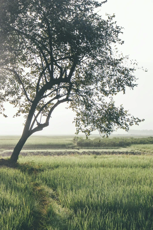 a lone tree in the middle of a grassy field