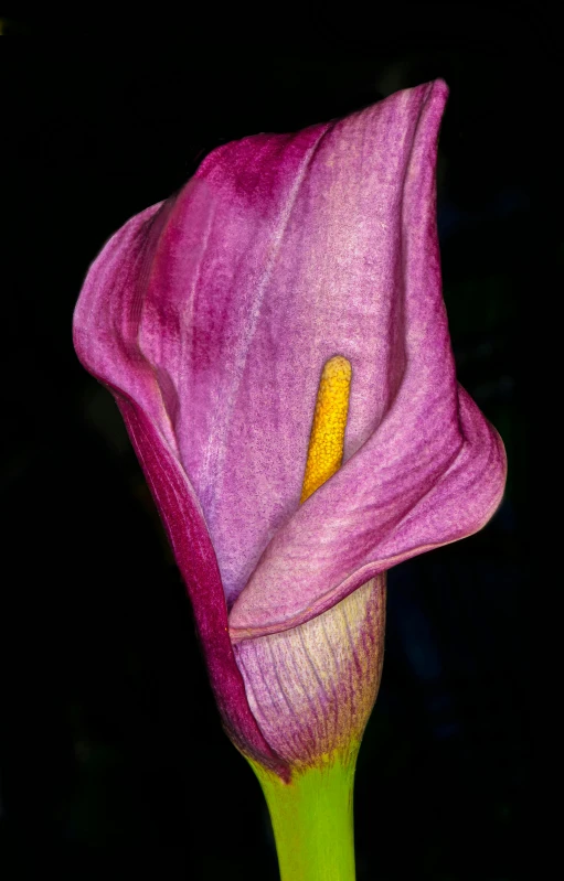 a large flower has many petals and stigmas