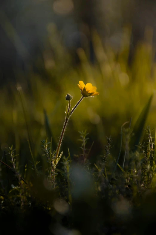 a small yellow flower is growing out of the grass