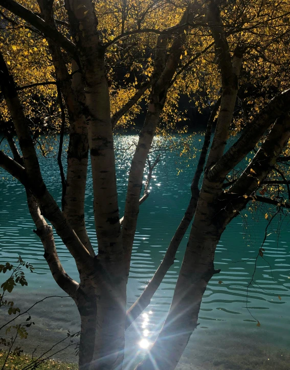 a bunch of trees standing next to some water