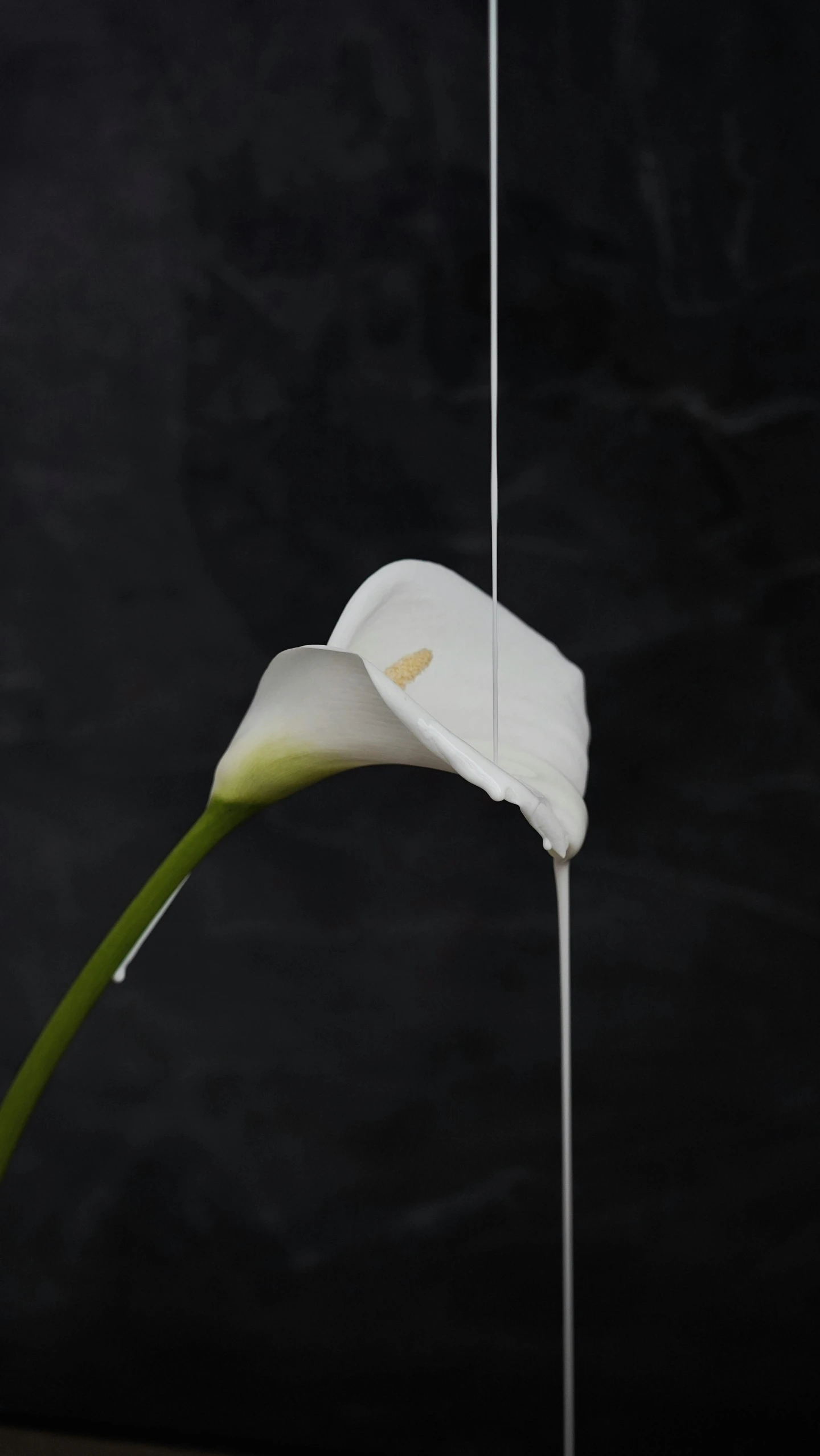 a white flower is tied to a metal hook