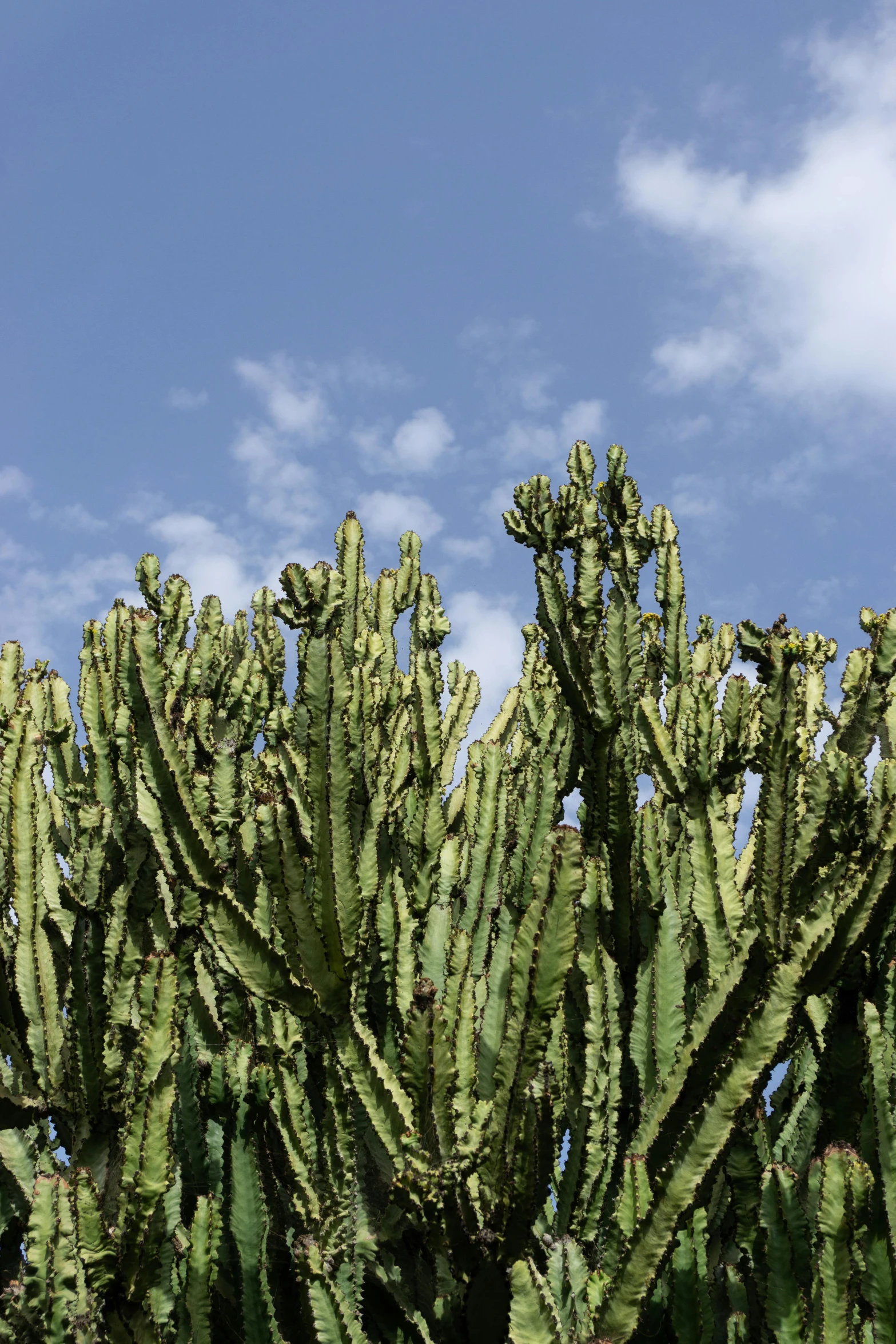 green cactus leaves against blue sky with white clouds