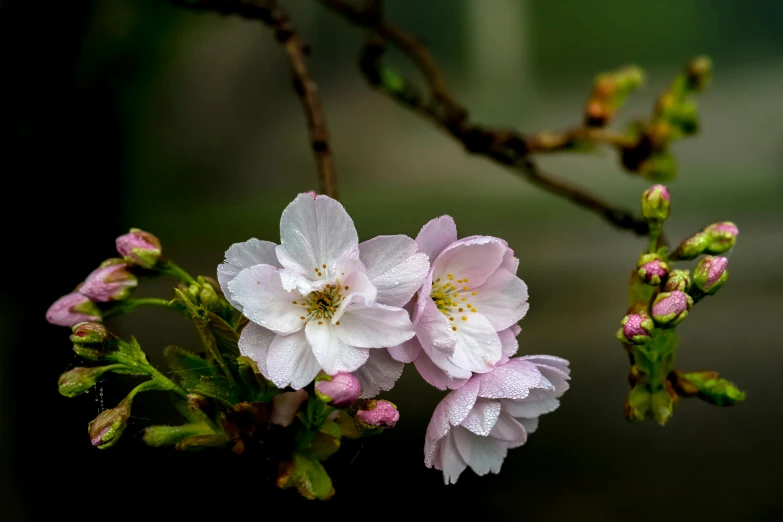 white flowers blooming in a bush with leaves