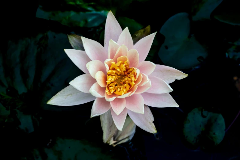 the pink and yellow water lily is floating in the pond